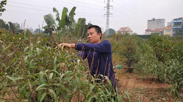 Người làm nghề trồng đào Nhật Tân lo cho vụ mùa dịp Tết Nguyên đán - 1