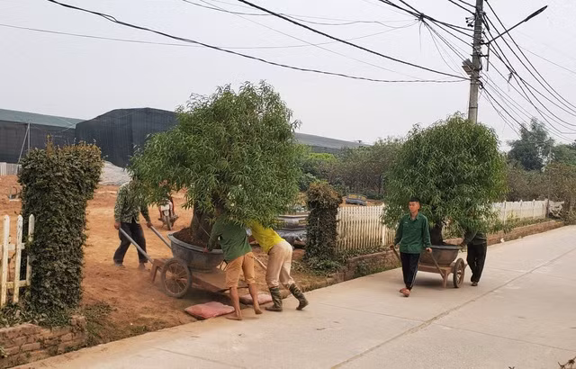 Người làm nghề trồng đào Nhật Tân lo cho vụ mùa dịp Tết Nguyên đán - 8