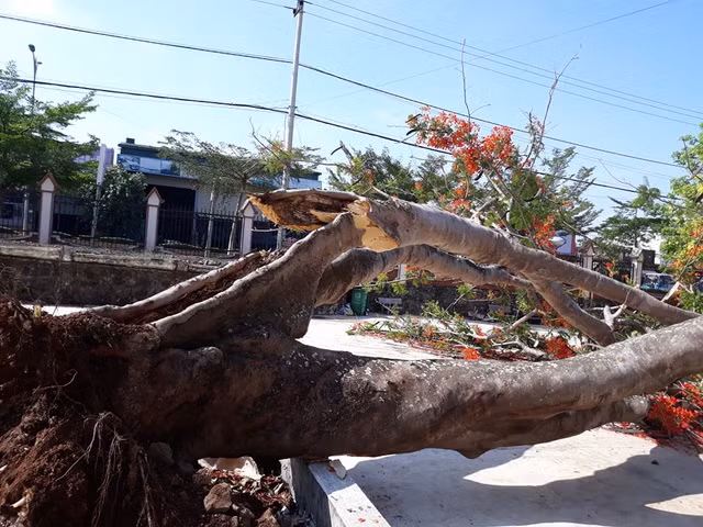 Cây phượng cao 10m bật gốc đổ giữa sân trường ảnh 1