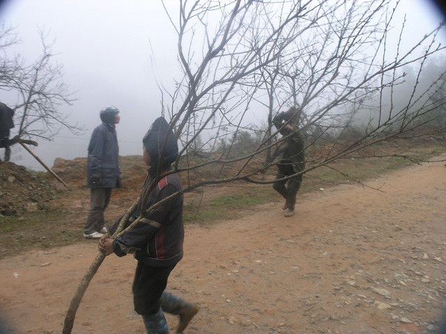 Sa Pa năm nay hiếm đào cổ thụ đẹp xuống chợ - 3