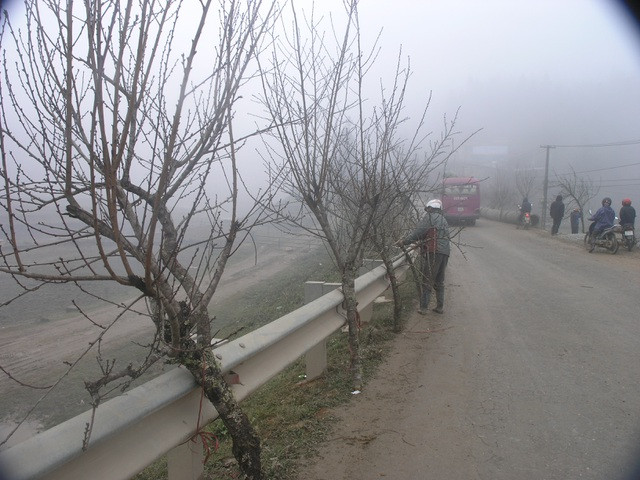 Sa Pa năm nay hiếm đào cổ thụ đẹp xuống chợ - 5