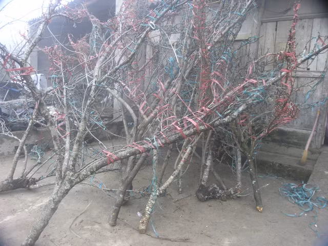 Sa Pa năm nay hiếm đào cổ thụ đẹp xuống chợ - 2