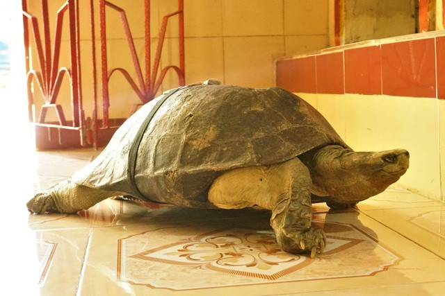 Ngoài ăn, ngủ, nghe kinh những cụ rùa tại chùa Lá Sen thích bò quanh quẩn trong chánh điện (Ảnh: Bảo Kỳ). Ngoài ăn, ngủ, nghe kinh những cụ rùa tại chùa Lá Sen thích bò quanh quẩn trong chánh điện (Ảnh: Bảo Kỳ).