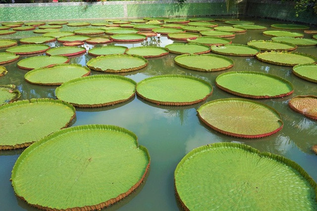 Lá sen cõng người là giống sen vua còn gọi là sung nia, có đường kính tối đa lên đến 3m (Ảnh: Bảo Kỳ). Lá sen cõng người là giống sen vua còn gọi là sung nia, có đường kính tối đa lên đến 3m (Ảnh: Bảo Kỳ).