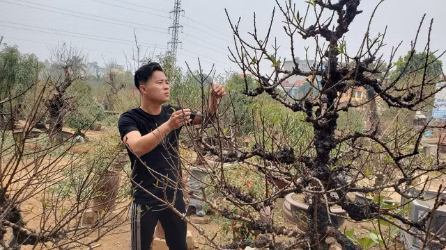 Người làm nghề trồng đào Nhật Tân lo cho vụ mùa dịp Tết Nguyên đán - 3