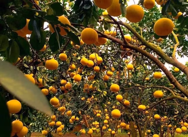 Bưởi Diễn 5 nghìn đồng/quả, đầu mùa loạn giá coi chừng dính lừa - 1