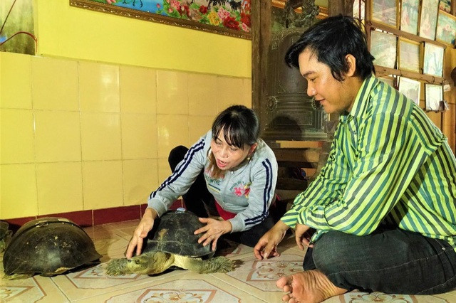 Du khách đến tham quan có thể thoải mái ẵm bồng, vuốt ve các cụ rùa (Ảnh: Bảo Kỳ). Du khách đến tham quan có thể thoải mái ẵm bồng, vuốt ve các cụ rùa (Ảnh: Bảo Kỳ).