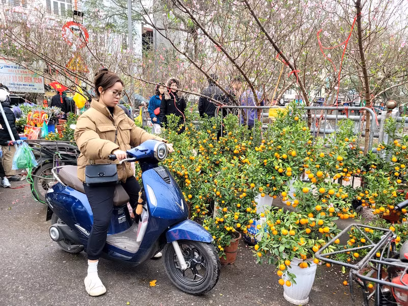 Chợ đào quất ế ẩm ngày cận Tết, tiểu thương ngán ngẩm bán đồng giá