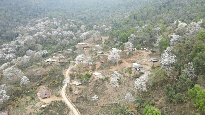 Mỗi độ tháng Ba về, hoa ban Điện Biên nở trắng núi rừng.