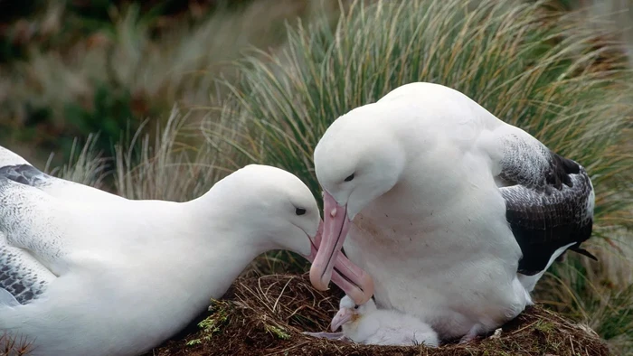 Sinh sản khiến cơ thể chim mái suy yếu.