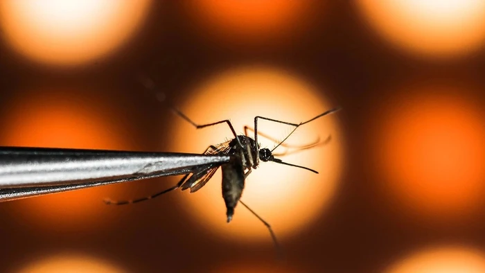 Các nhà nghiên cứu từ Viện Fiocruz nghiên cứu tần suất xuất hiện của Wolbachia trong quần thể muỗi địa phương.