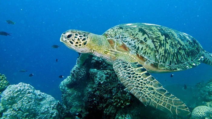 Rùa biển xanh.