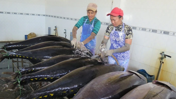 Công nghệ giúp cá ngừ tươi, giữ màu đẹp sau cấp đông.