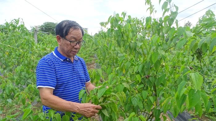 TS Phạm Hữu Nhượng bên vườn trồng thử nghiệm cây sacha inchi trong khu vực thử nghiệm của Trung tâm Công nghệ Sinh học TPHCM.