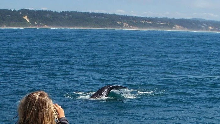 Du khách dễ dàng chụp được hình cá voi xám. Ảnh: Bajaecotours.com - Visittheoregoncoast.com - Scitechdaily.com