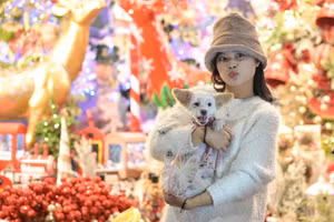 Phố Hàng Mã lung linh trước ngày Noel