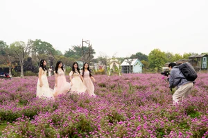 Cánh đồng hoa Bách Nhật trở thành địa điểm thu hút giới trẻ tại Hà Nội.