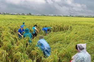 Thanh niên Thủ đô chung tay hỗ trợ khắc phục hậu quả bão số 3