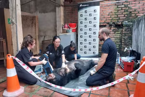 Giải cứu cá thể gấu ngựa bị nuôi nhốt 23 năm tại Vĩnh Phúc