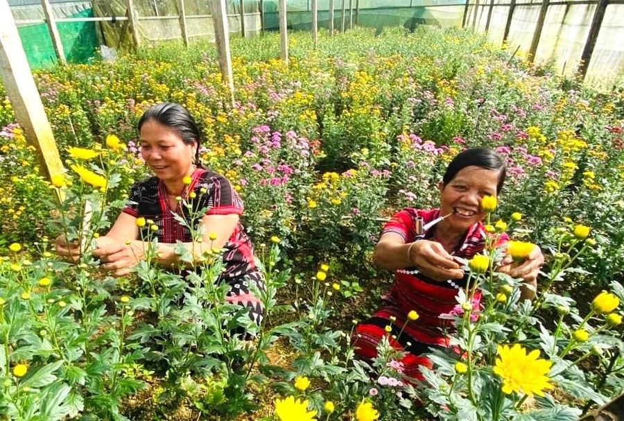 Bà con dân tộc thiểu số huyện A Lưới, tỉnh Thừa Thiên Huế tươi cười khi mô hình trồng hoa phát triển mạnh khỏe, đạt năng suất tốt.