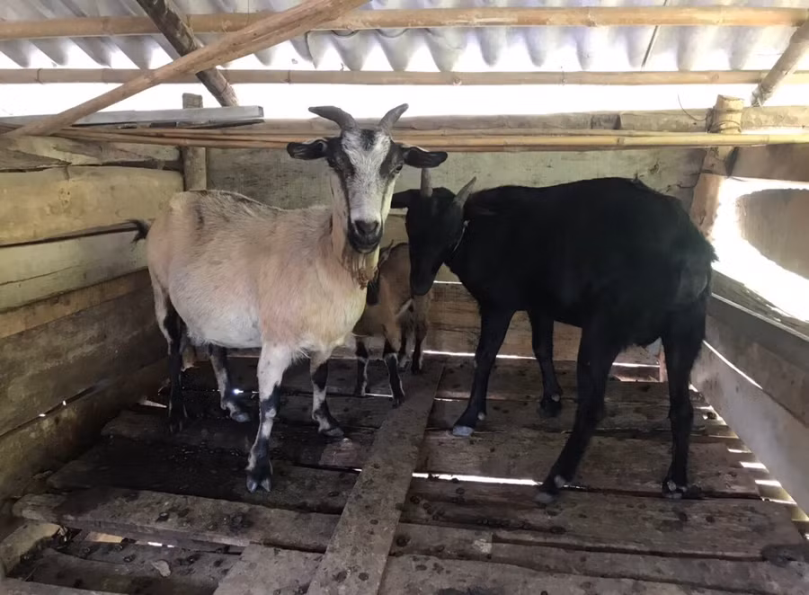 Đoàn Thị Peo.png