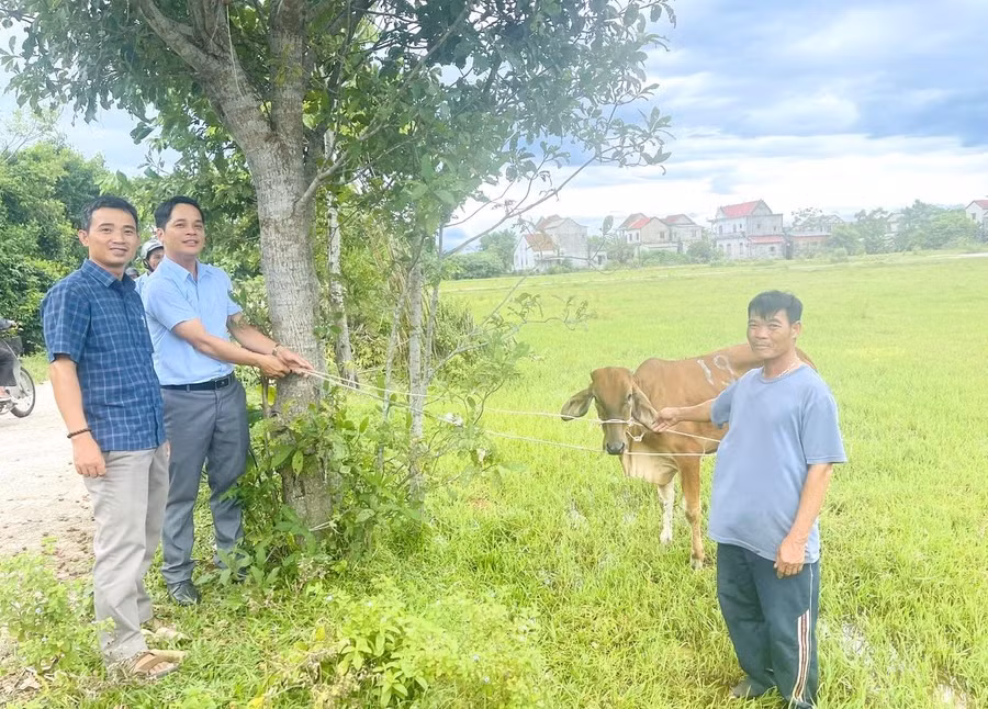 Chính quyền xã Điền Hương hỗ trợ bò cho người dân thuộc diện hộ nghèo, cận nghèo. (Ảnh: UBND xã Điền Hương)