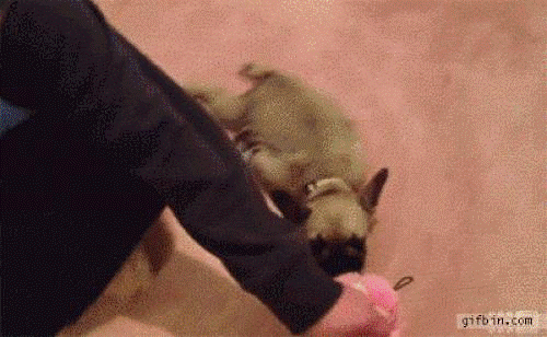 Ảnh động: Phát cuồng với những chú cún Anh dong: Phat cuong voi nhung chu cun