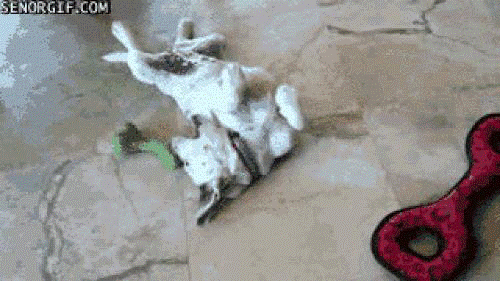 Ảnh động: Phát cuồng với những chú cún Anh dong: Phat cuong voi nhung chu cun