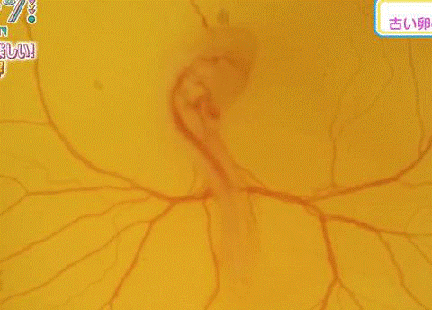 Dieu it nguoi biet ve so trung ga chung ta van an hang ngay - Anh 3