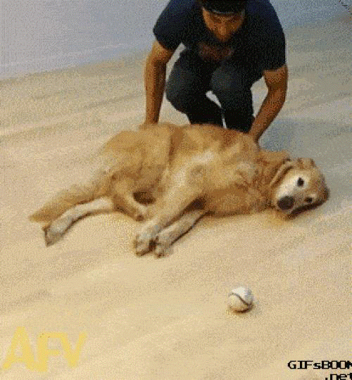 Ảnh động: Phát cuồng với những chú cún Anh dong: Phat cuong voi nhung chu cun