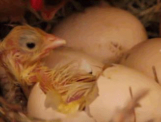 Dieu it nguoi biet ve so trung ga chung ta van an hang ngay - Anh 4