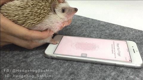 Xem chu nhim mo khoa iPhone theo phong cach 