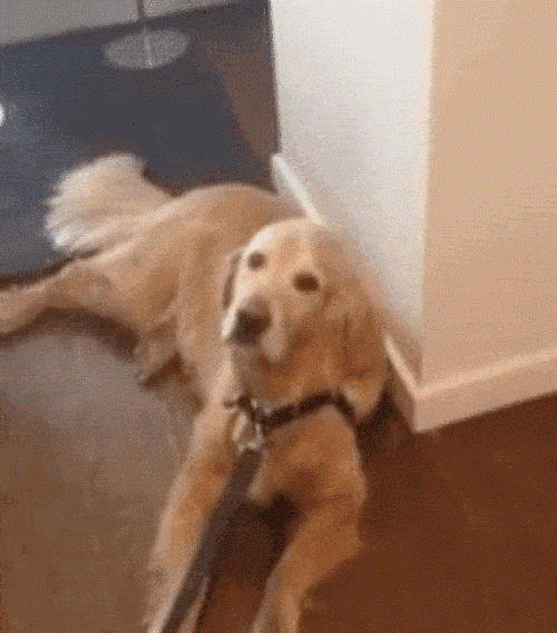 Ảnh động: Phát cuồng với những chú cún Anh dong: Phat cuong voi nhung chu cun