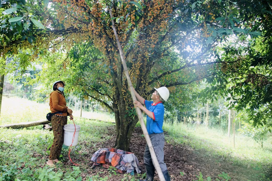 Nhiều năm lại đây, dâu da được nhiều thương lái tìm đến tận vườn để mua. Hộ ông Trần Văn Kỳ (trú tại xã Hà Linh, huyện Hương Khê) trồng được 17 gốc dâu da. Nhiều gốc, quả chưa kịp chín đã được thương lái đặt cọc.