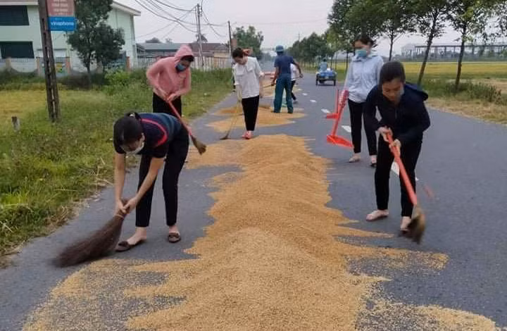 Hình ảnh các cô giáo trường Mầm non Tân Lâm Hương giúp bà con nông dân thu dọn lúa "chạy" mưa giông