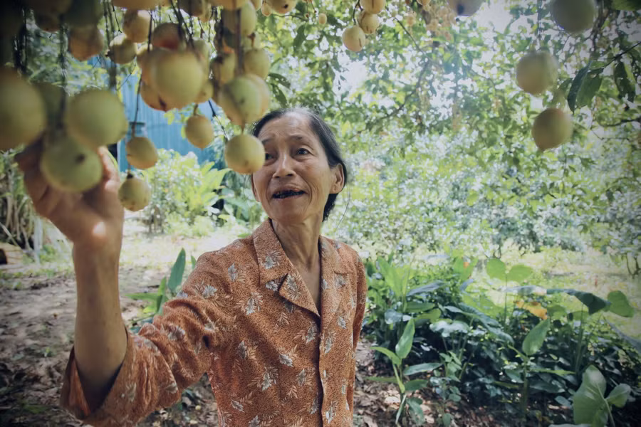 Qủa dâu da khi chín, vỏ đều ngả dần sang màu trắng ngà, vàng mơ. Quả có vị chua thanh, rất được nhiều người ưa thích.