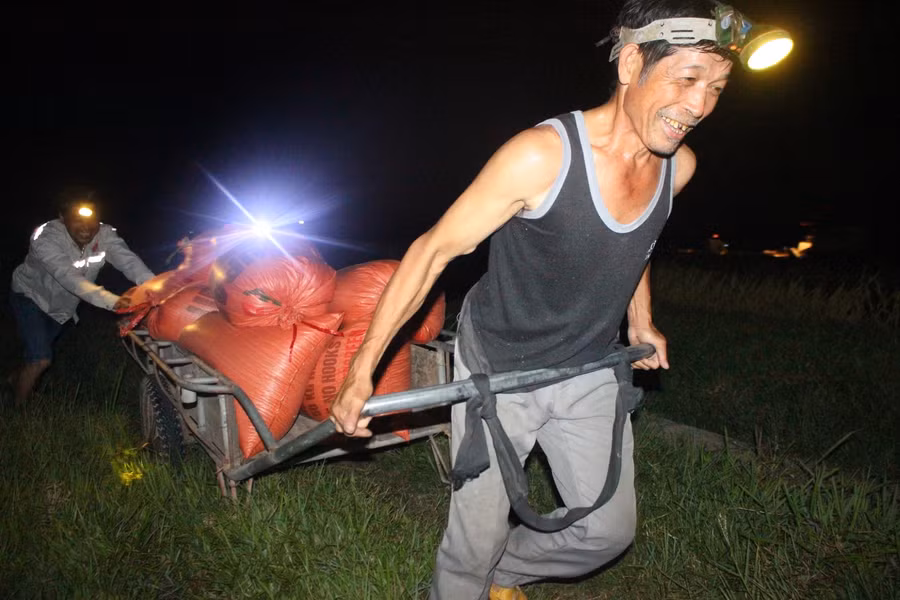 Kéo lúa về nhà