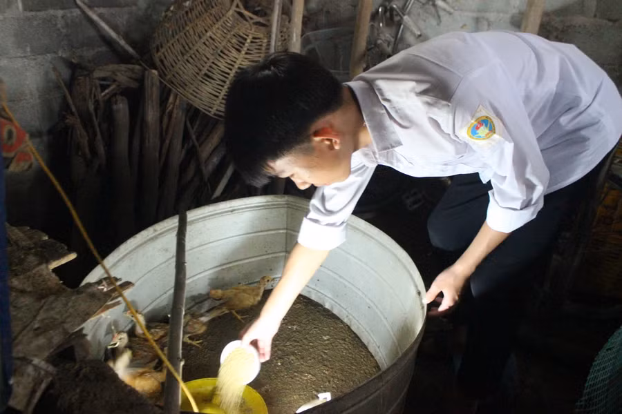 Đàn gà "tăng gia" của 3 anh em Hưng, Hoàng , Hòa