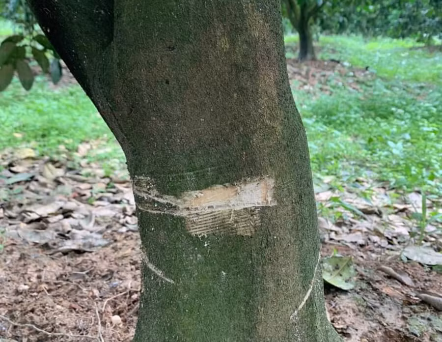 Hà Tĩnh: Chủ vườn đau xót vì hàng loạt cây bưởi đặc sản bị kẻ xấu cưa gốc