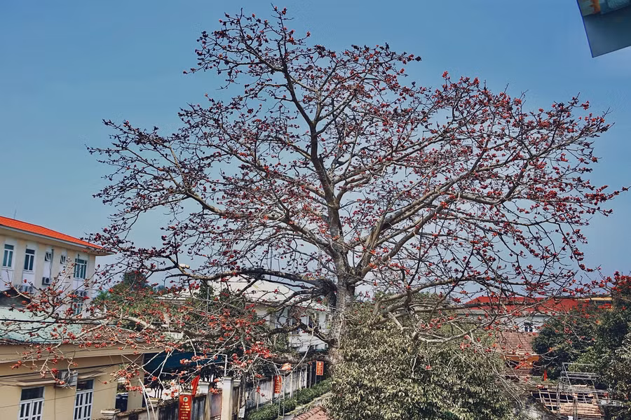 Chủ nhân cho biết, cây gạo này có tuổi đời khoảng 200 năm được trồng từ nhiều đời trước, đến đời ông Thắng đã là đời thứ 6.