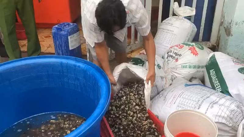 TP.HCM: 1,3 tấn ốc ngâm hóa chất công nghiệp trước khi bán - ảnh 3