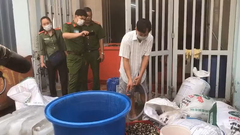 TP.HCM: 1,3 tấn ốc ngâm hóa chất công nghiệp trước khi bán - ảnh 1