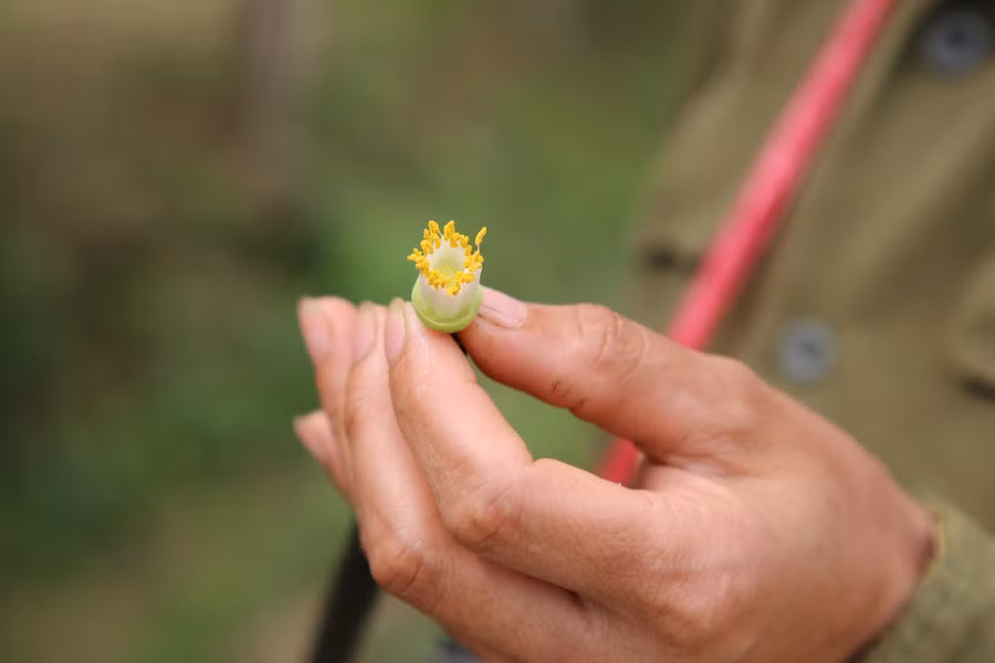 Nhụy hoa cây bưởi chua được cắt bỏ hết cánh trước khi thụ phấn. Theo người dân cho biết, nếu để cây thụ phấn tự nhiên chỉ đạt tỉ lệ đậu quả khoảng 30%, còn thụ phấn như này thì đạt 80% nhưng vẫn đảm bảo chất lượng.