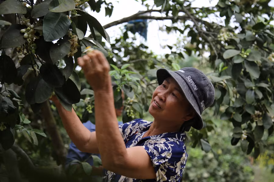 Gia đình bà Bạch Thị Lương (trú tại xã Hương Thủy, huyện Hương Khê) có gần 300 gốc bưởi. Đây là nguồn thu nhập chính của gia đình bà. Hằng năm, nhờ việc thụ phấn tuân thủ đúng quy trình, đã đem lại cho gia đình bà từ 150-200 triệu đồng từ trồng bưởi Phúc Trạch.