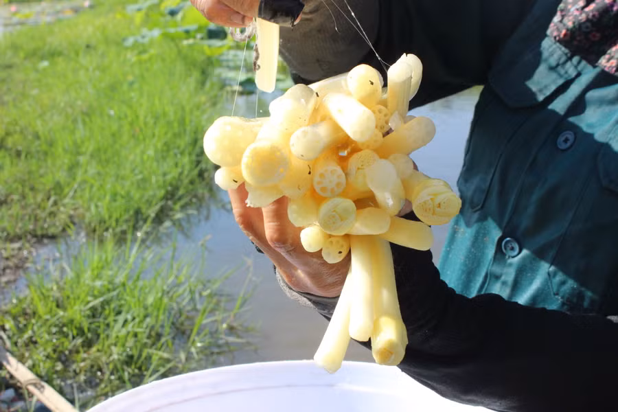 Ngó sen sau hái được rửa sạch, ngắt thành từng đoạn nhỏ và cột thành từng bó mới giao cho khách hàng. Ngó sen sau hái được rửa sạch, ngắt thành từng đoạn nhỏ và cột thành từng bó mới giao cho khách hàng.