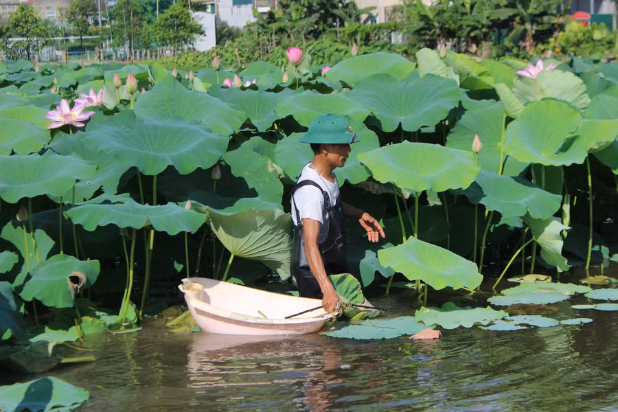 Ông Đại chuẩn bị dụng cụ hái ngó sen. Ông Đại chuẩn bị dụng cụ hái ngó sen.