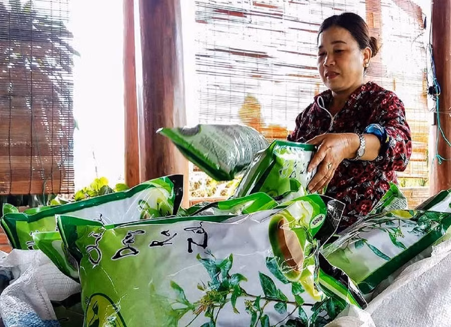 Nhờ trồng chè dây Razéh, nhiều hộ dân ở xứ Panan xã Tư (huyện Đông Giang, Quảng Nam) có thu nhập tốt, đời sống được cải thiện, nâng cao.