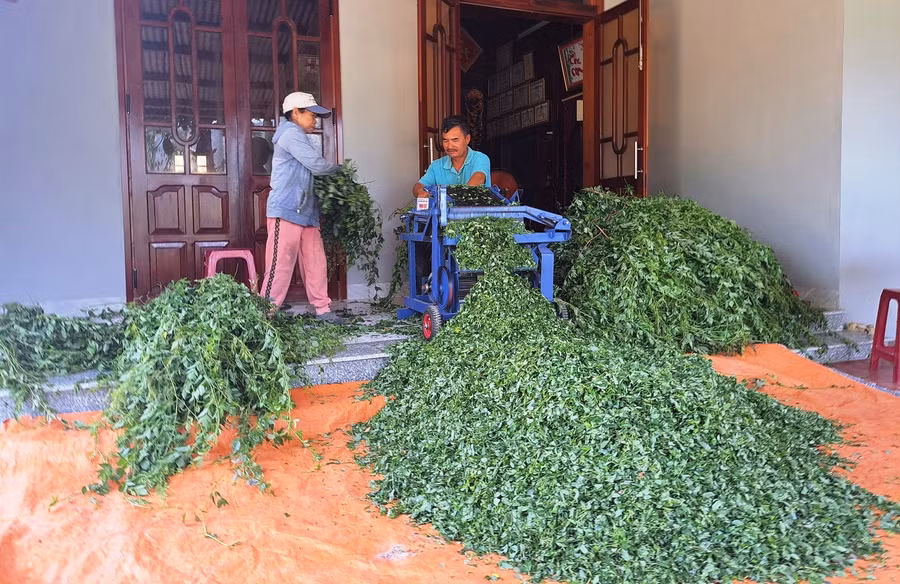 Ông Phòng hơn 2ha trồng chè dây, năng suất mỗi năm 15 - 20 tấn, thu lãi trên 100 triệu đồng.