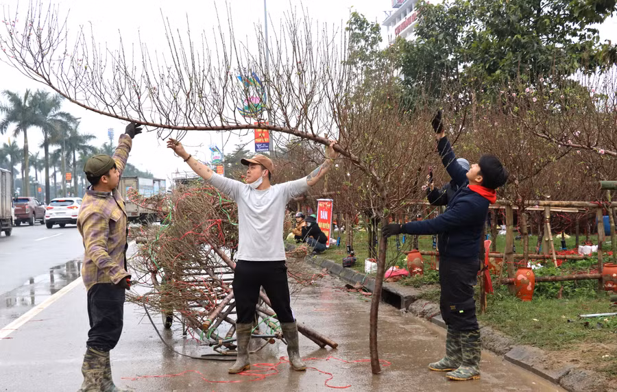 Xuất hiện tại thị trường Hà Tĩnh chỉ vài năm, nhưng đào huyền nhanh chóng được nhiều người ưu chuộng vì giá cả phải chăng và thế hoa đẹp, dễ trưng bày trong nhà. Xuất hiện tại thị trường Hà Tĩnh chỉ vài năm, nhưng đào huyền nhanh chóng được nhiều người ưu chuộng vì giá cả phải chăng và thế hoa đẹp, dễ trưng bày trong nhà.
