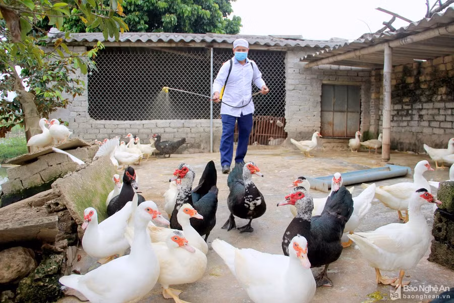 Tiêu hủy hàng chục nghìn con gia cầm do cúm A/H5N6